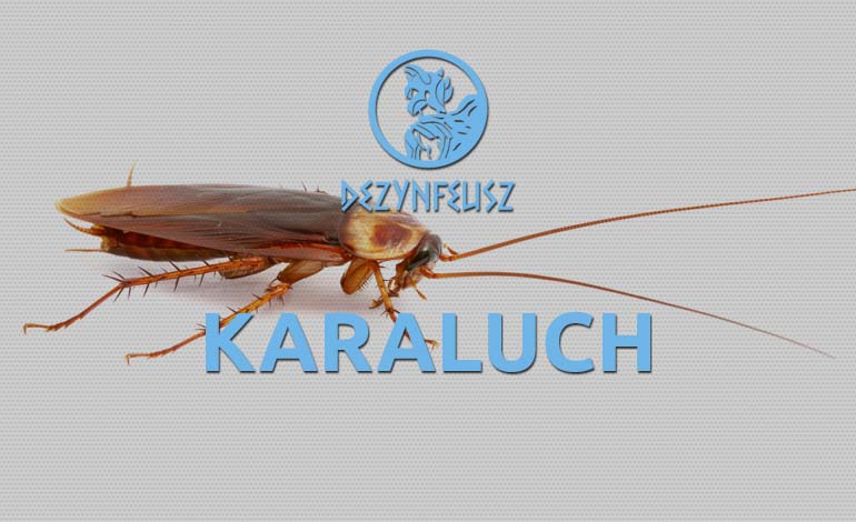 karaluch