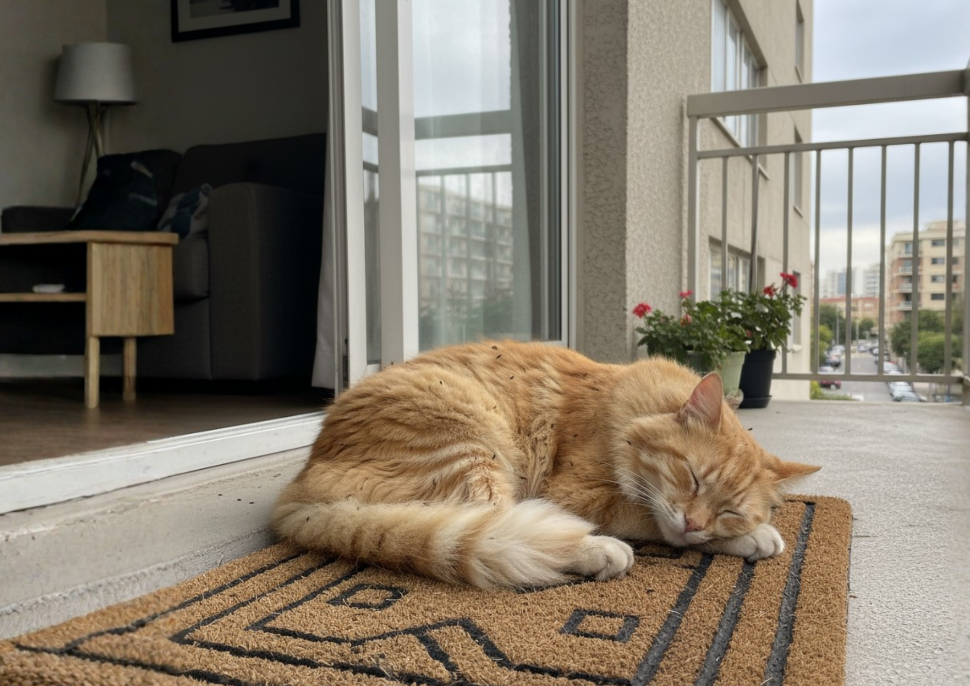 z-poddasza-do-ogrodu-usuwanie-kuny-z-domku-jednorodzinnego